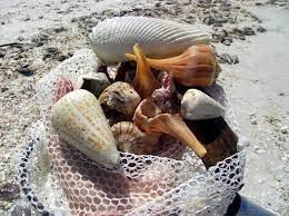 Alphabet Cone Angel Wing Perfect Lightning Whelks Sea Shells Seashells Types Beach Combing