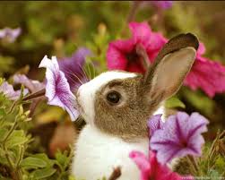 Cute Baby Animals Wallpapers Hd And Pictures Beautiful Cute Baby Wallpaper Rabbit 1048x838 Wallpaper Teahub Io