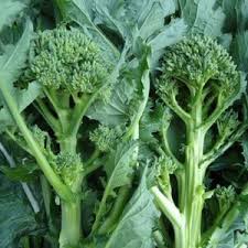 Broccoli raab isn't as hardy as cabbage, though it can be frost tolerant in temperatures as low as 25. Rapini Weston Seed