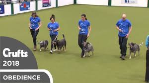 We did not find results for: Obreedience The Blue Heelers Crufts 2018 Youtube