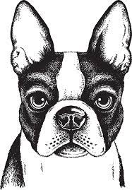 Boston Terrier French Bulldog Puppy Painted Dog 698 1000 Transprent Png Free Download Monochrome Non Sporting Group Boston Terrier Art Dog Drawing Dog Art