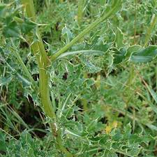 セイヨウトゲアザミ Cirsium Arvense