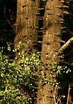 Image result for Acacia nigrescens