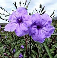 Image result for Ruellia praetermissa