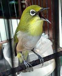 Ciri Burug Pleci Sedikit Over Birahi Burung Hewan