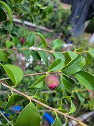 Image result for Faroa involucrata