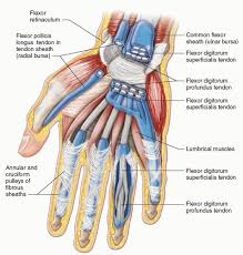 Image result for Normal Anatomic Position of the Hand and Wrist