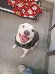 November 2021 Rocker Puppy Rescue Sponsorships