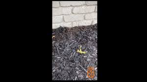 #wekillbugs, but our true aim is #crazyhappycustomers. Bugbros Pest Control Tulsa Videos Facebook