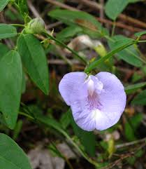 Image result for Microcharis annua