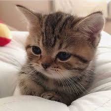 From Unknown Double Tap Shop For Cat Lovers Meowmeowcatclub Bio Catloversclub Cat Kittens Cutest Cute Cats Baby Cats