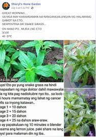 Snake grass (sg) belong to acanthaceae family. Misleading Posts Claim Snake Grass Can Kill Cancer Cells