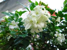 Kết quả hình ảnh cho cách trồng cây nguyệt quế