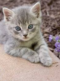 Buy and sell on gumtree australia today! Cats And Kittens Giveaway Toowoomba Qld Cats And Kittens For Sale Haustiere Baby Katzen Babytiere