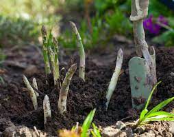 We did not find results for: Can We Grow Asparagus From Store Bought Planted Shack