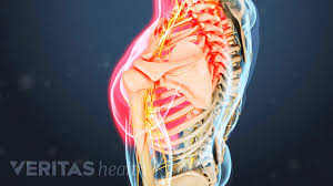 Various types of injuries and degenerative conditions can cause the the collarbone is a long and thin bone located between the shoulder and top of the ribcage. Could That Shoulder Pain Really Stem From The Neck