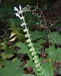 Image result for Syncolostemon linearis