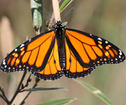 You can attract native butterflies to your garden by growing the right host plants. Monarch Butterflies Backyard Buddies