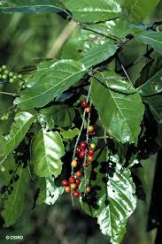 Image result for Allophylus