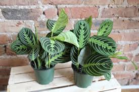 Image result for Maranthes floribunda