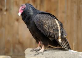 Check spelling or type a new query. Turkey Vulture Sharon Audubon Center