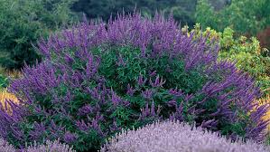 We did not find results for: 10 Drought Tolerant Shrubs Finegardening