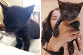 See full list on wikihow.com Kitten Found With Eyes Crusted Shut Gets Help To See Again Love Meow