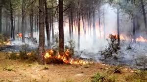 İstanbul aydos ormanı'nda çıkan yangın söndürüldü. Son Dakika Haber Aydos Ormani Nda Yangin Haberler