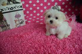 Teacup maltese puppies for sale in texas. Teacup Maltese Puppy For Sale In Texas Teacup Puppies Maltese Tiny Puppies For Sale Maltese Puppies For Sale