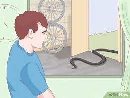 Check spelling or type a new query. 3 Ways To Get Rid Of Snakes Wikihow