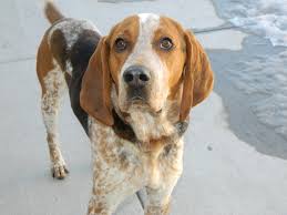 Heavy duty garden picnic tables. American English Coonhound Information And Pictures Petguide