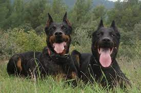 Check spelling or type a new query. Hungarian Hound Vs Beauceron Breed Comparison Mydogbreeds