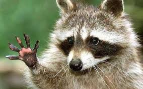 Leopard Cats And Racoons Could Become Invasive Species In Uk Raccoon Funny Cute Raccoon Cute Animals