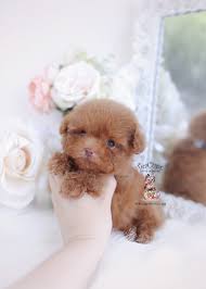 Stunning teddy bear poodles for sale.currently 7 weeks old, their mother is our family pet, she is a beige sable poodle. Tiny Red Toy Poodle Puppies Teacup Puppies Boutique