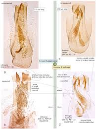 Image result for Stigmella prunetorum