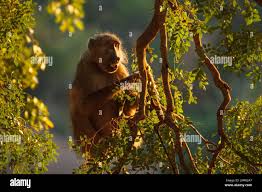 Image result for Xanthocercis