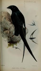 Black Bird With White Tail Philippines Philippine Spine Tailed Swift Proceedings Of The Zoological Society Of London May Dec 1878
