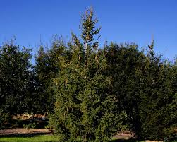 Norway spruce trees for sale online the norway spruce is a large, pyramidal evergreen tree with long, cylindrical cones that hang like ornaments from the weeping branches. Picea Abies Gardensonline