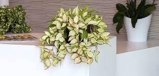 173 results for hoya plants. Hoya Costa Farms