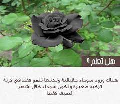 هل تعلم cool words arabic love quotes beautiful nature