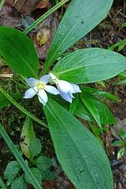 Image result for Exacum oldenlandioides