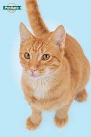 Scooping Stinks Ditch That Old Litter Box And Never Scoop Again Video Baby Animals Pictures Cat Breeds Cat Toys