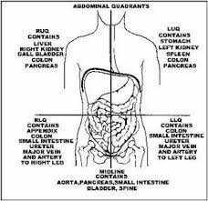 This quadrant contains the right side of body organs such as liver, right kidney, The 4 Abdominal Quadrants Regions Organs Video Lesson Transcript Study Com