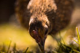 Maybe you would like to learn more about one of these? Can Chickens Eat Grapes Raising Awesome Chickens
