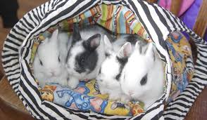 Bunny hop tyler bunny hop i'm so pathetic it turns me on when your car does stuff cuz im 19 and dont have my license yet. Nebraska Therapist Uses Rabbits To Calm Patients Washington Times