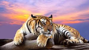 Descubra aqui os melhores papéis de parede para celular 3d e 4k disponíveis em toda a internet. Tiger 4k Wallpaper 4 569