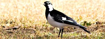 I recommend you to use the same devices i have already described. Stop Birds Attacking Windows