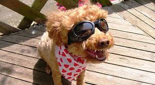 Even if you aren't a joke fiend like me, here are 20 jokes that are destined make you laugh: 20 Cheesy Dog Jokes To Make You Laugh And Groan My Dog S Name
