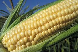 Although fertilization is an important point when it comes to growing sweet corn, it is by no means the only care you need to take to have a using a garden tool, mix these fertilizers with the soil until a homogeneous mixture is obtained. Sweet Corn Gardening Solutions University Of Florida Institute Of Food And Agricultural Sciences