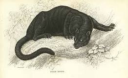 Image result